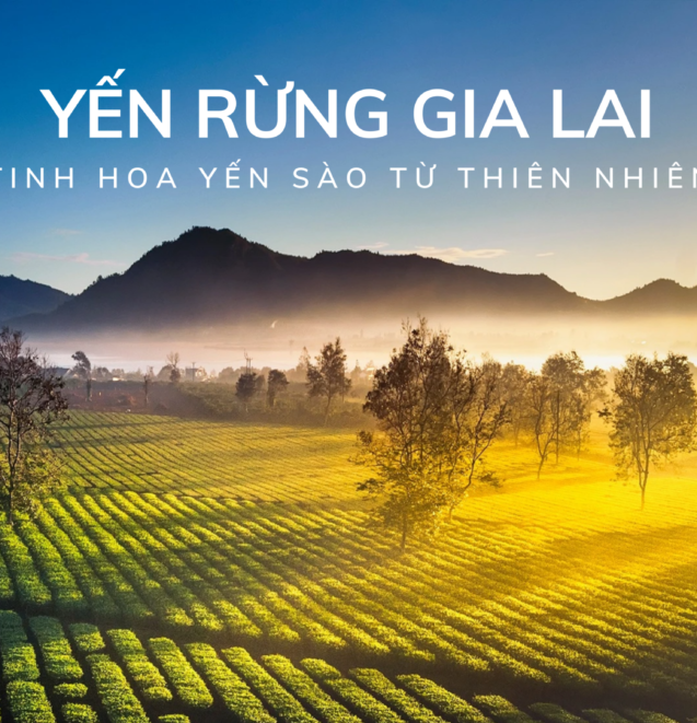 Nguồn tổ yến chọn lọc từ Gia Lai