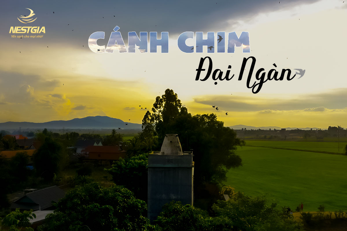 Ý Nghĩa Sâu Sắc Đằng Sau Giai Điệu "Cánh Chim Đại Ngàn"
